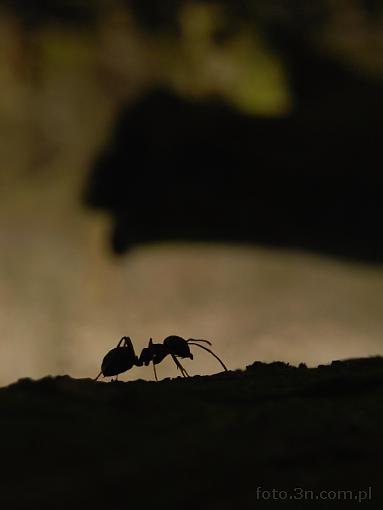 insect; ant