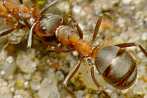 005B-0970; 3392 x 2272 pix; insect, ant