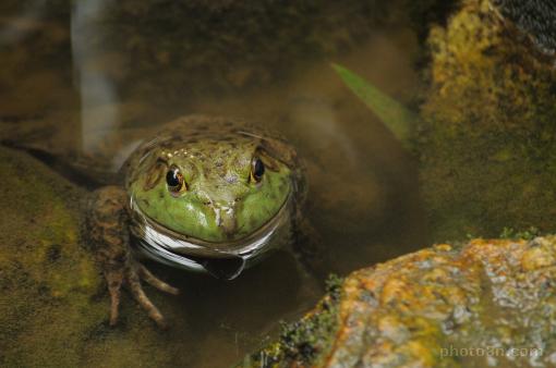 Asia; Malaysia; amphibian; frog