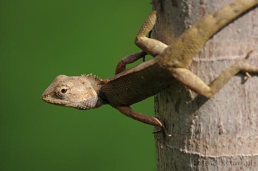 Asia; Vietnam; reptile; lizard