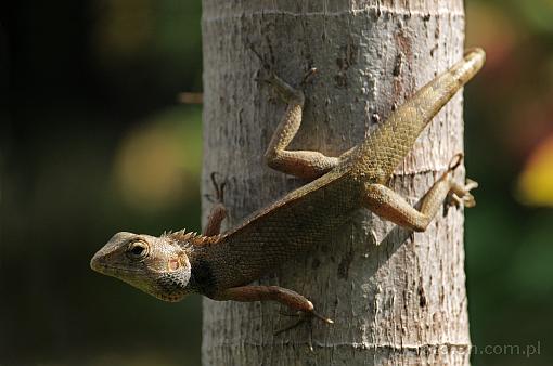 Asia; Vietnam; reptile; lizard