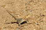 Africa; Kenya; reptile; lizard