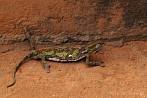0063-6030; 2877 x 1911 pix; Africa, Kenya, reptile, lizard, cameleon