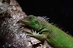 reptile; lizard; iguana iguana