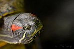 reptile; turtle