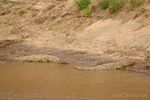 Africa; Kenya; crocodile
