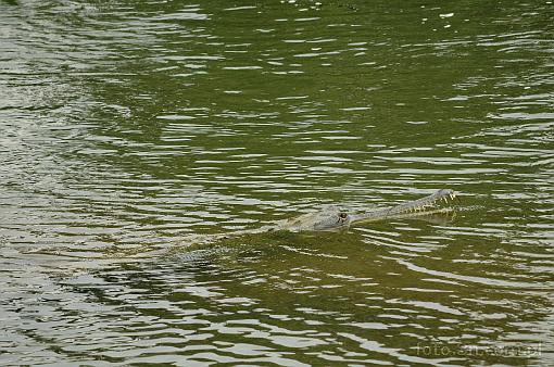Asia; Nepal; Chitwan National Park; crocodile; gavialis