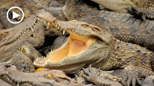 Asia; Vietnam; crocodile; teeth; throat; jaw