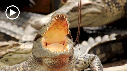 Asia; Vietnam; crocodile; teeth; throat; jaw