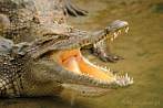 Asia; Vietnam; crocodile