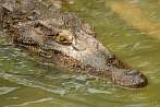 Asia; Vietnam; crocodile