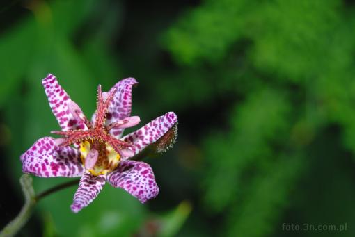 flower; violet flower; toad lily