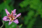 0100-1308; 3069 x 2055 pix; flower, violet flower, toad lily