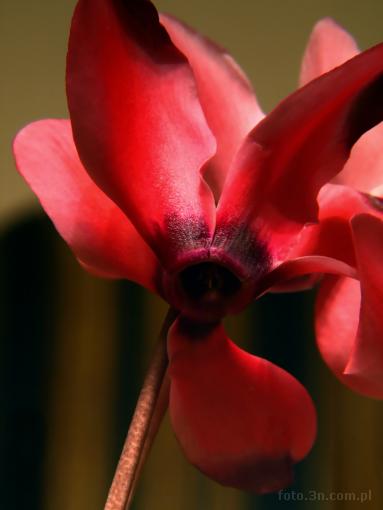 flower; cyclamen