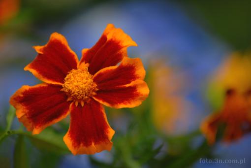 flower; marigold