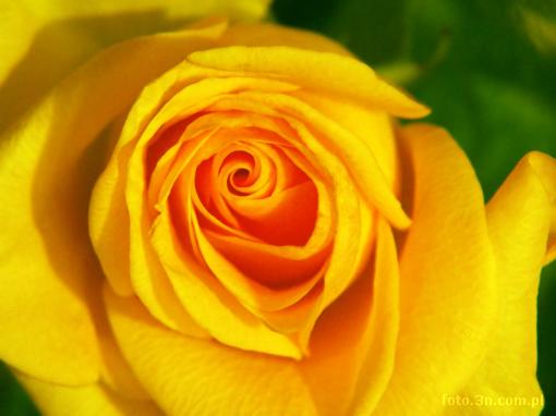 flower; rose; yellow flower