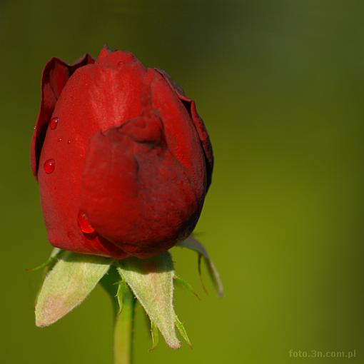 flower; rose; red flower