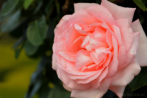 0103-1100; 3900 x 2591 pix; flower, rose