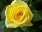 0103-0815; 2576 x 1932 pix; flower, rose, yellow flower