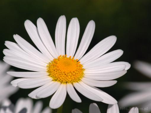 flower; white flower; asteraceae