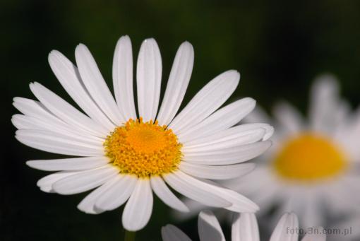 flower; white flower; asteraceae