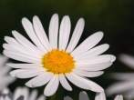 0104-0020; 3205 x 2405 pix; flower, white flower, asteraceae
