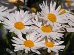 0104-0021; 3372 x 2529 pix; flower, white flower, asteraceae