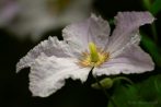 0104-0028; 2878 x 1926 pix; flower, white flower, clematis