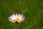 0104-0024; 3872 x 2592 pix; flower, white flower, daisy