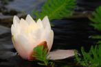 flower; white flower; waterlily