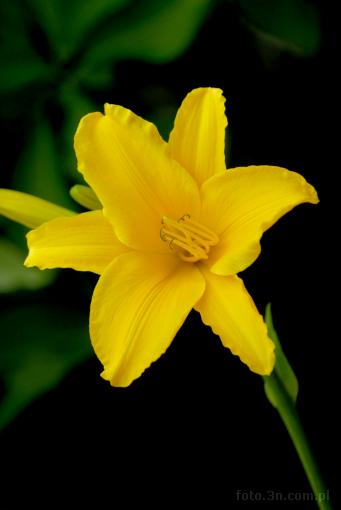 flower; yellow flower