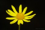 flower; yellow flower