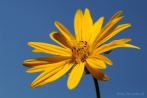 0105-5010; 3419 x 2271 pix; flower, yellow flower