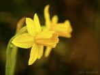 flower; yellow flower; daffodil