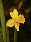 flower; yellow flower; daffodil