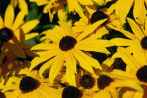 0105-0004; 3872 x 2592 pix; flower, yellow flower, rudbeckia