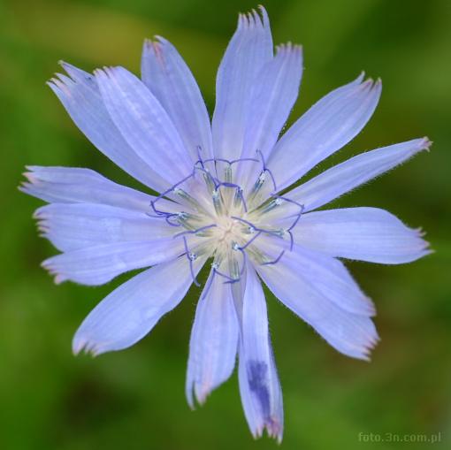flower; blue flower; chicory