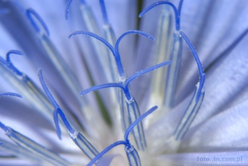 flower; blue flower; chicory
