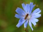 0106-0015; 2558 x 1919 pix; flower, blue flower, chicory
