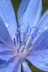 0106-0020; 2596 x 3871 pix; flower, blue flower, chicory