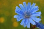 0106-0021; 2566 x 1707 pix; flower, blue flower, chicory