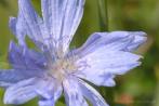 0106-0022; 2566 x 1707 pix; flower, blue flower, chicory