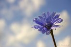 0106-0301; 3008 x 2000 pix; flower, blue flower, chicory