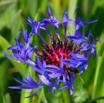0106-0230; 2595 x 2592 pix; flower, blue flower, cornflower
