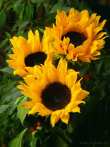 0107-0018; 2736 x 3648 pix; sunflower