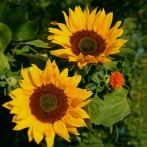 0107-0022; 1869 x 1869 pix; sunflower