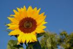 0107-0051; 2819 x 1874 pix; sunflower