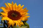 0107-0060; 2632 x 1750 pix; sunflower