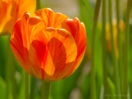 flower; tulip