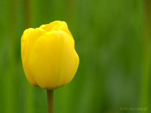 flower; tulip; yellow tulip